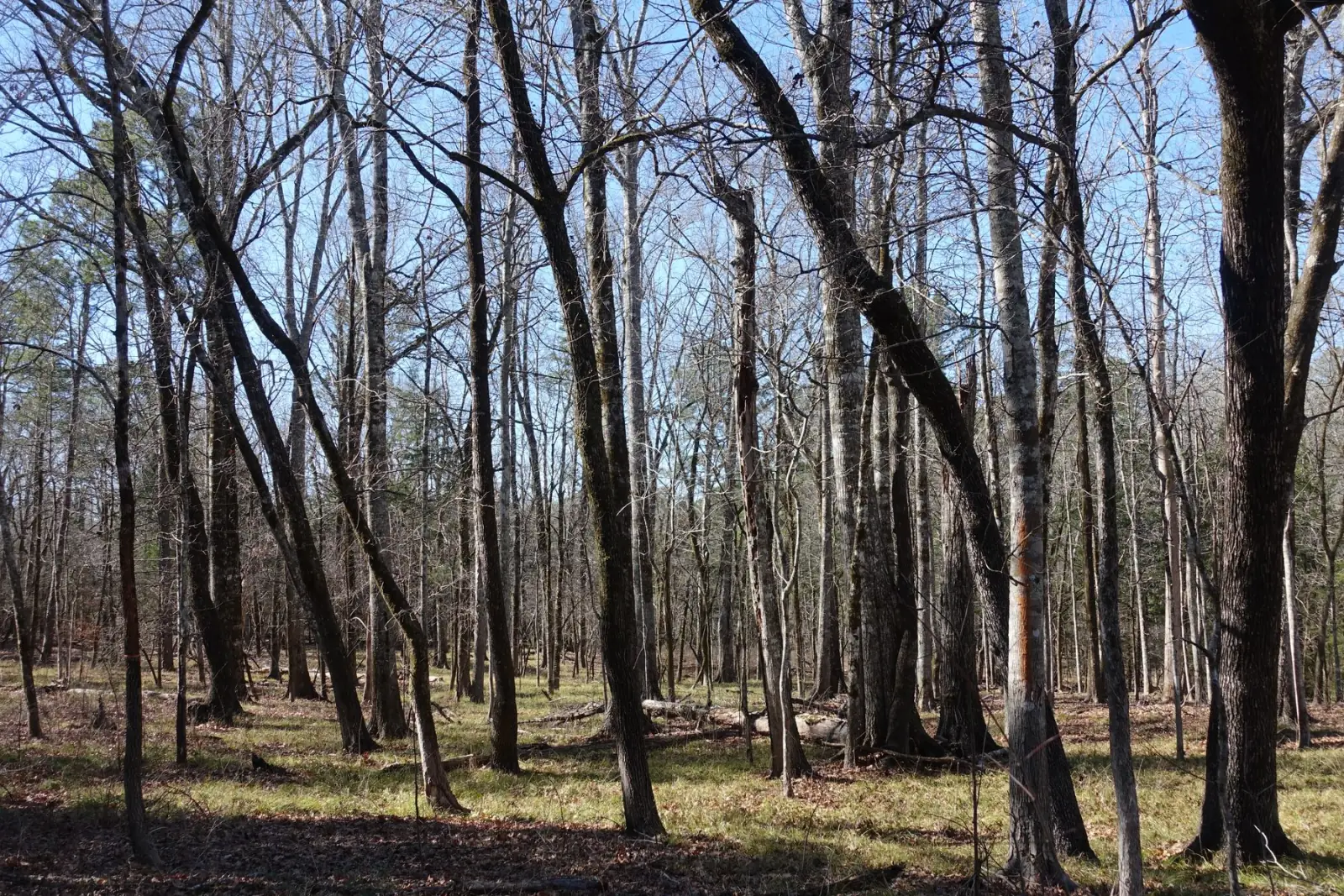Hardwood bottom in late winter, Kisatchie National Forest