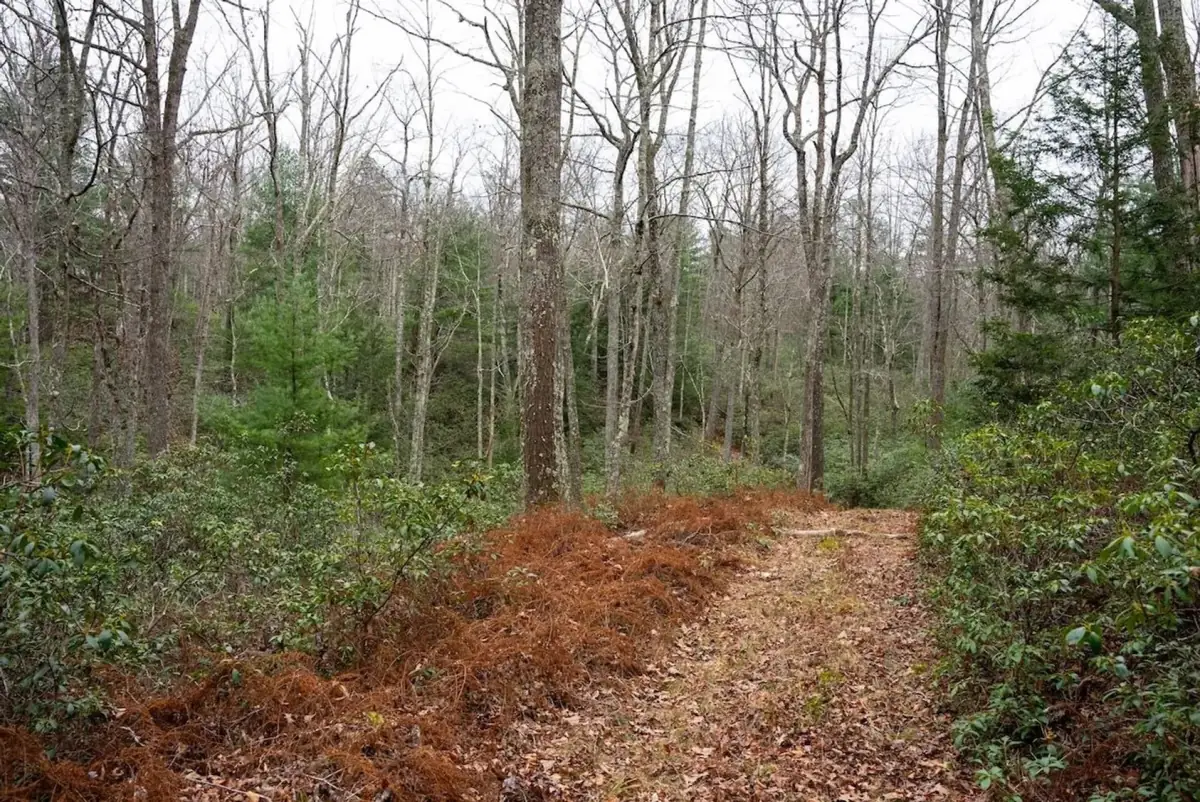 Maintained trail through a bare-tree winter forest with leaf litter