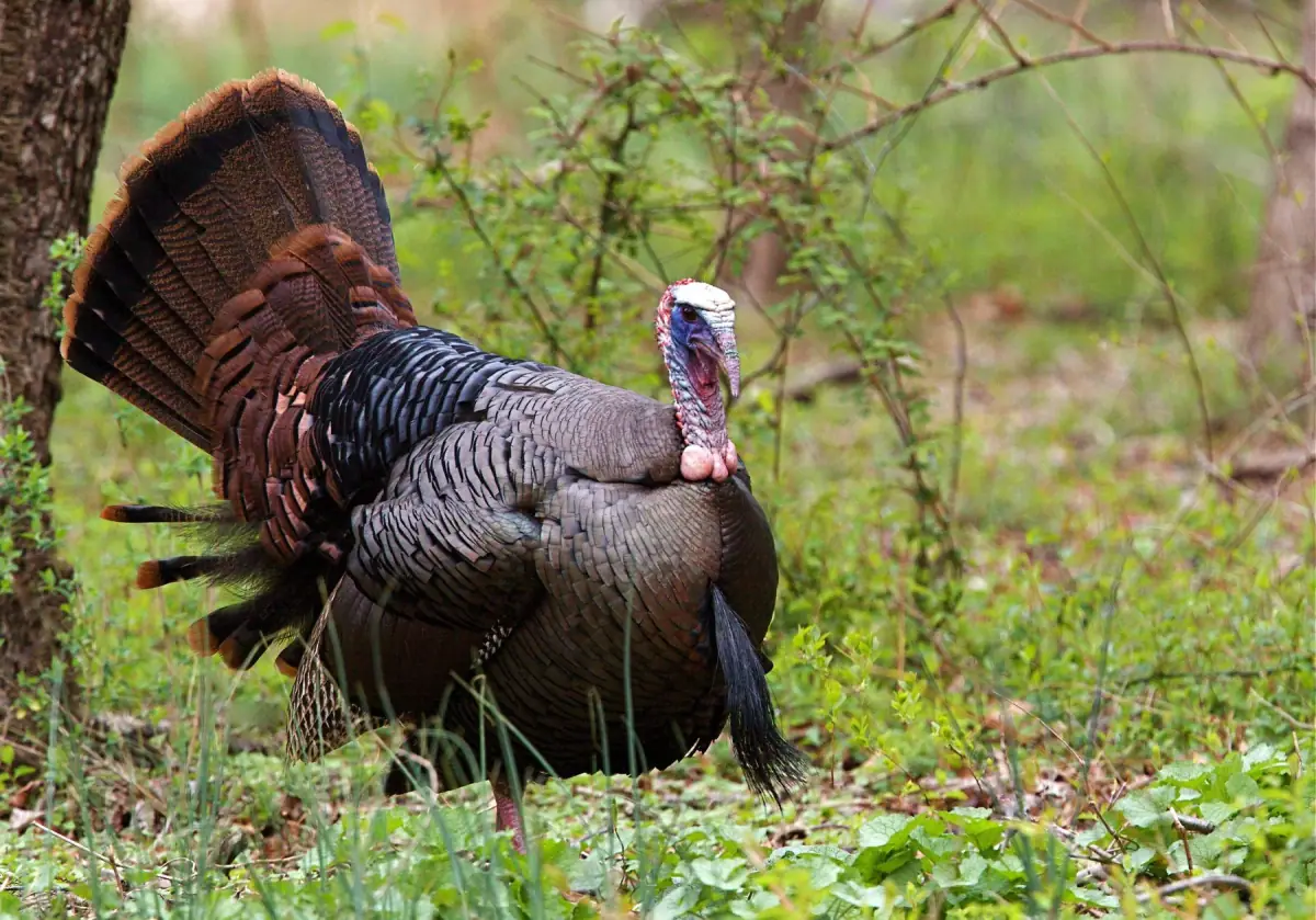 Eastern wild turkey tom in full strut with fanned tail, spring greenery