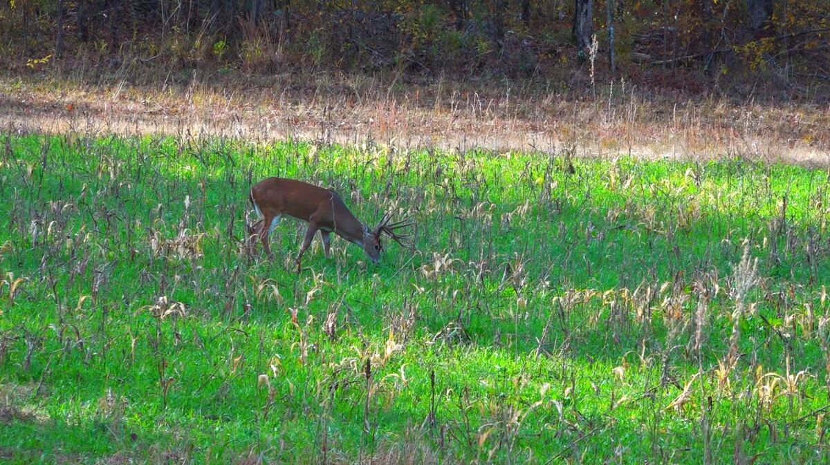 Mature whitetail buck grazing in a green food plot at the timber edge