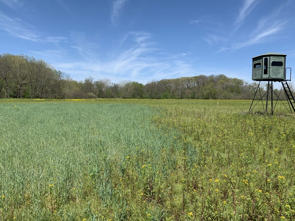 Green winter wheat and clover food plot under a blue sky, with a box blind on the right edge