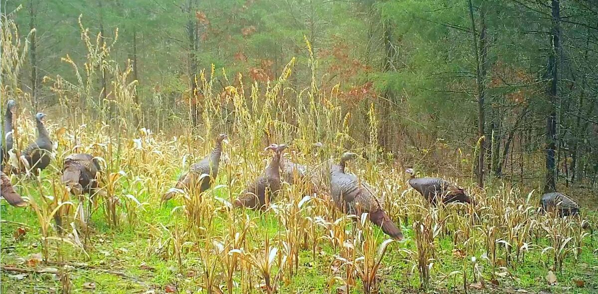 Flock of wild turkeys feeding in a standing corn and sorghum plot