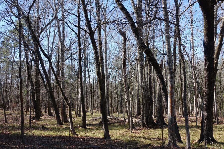 Bare hardwood bottom in winter, with flat unimproved ground and standing trees