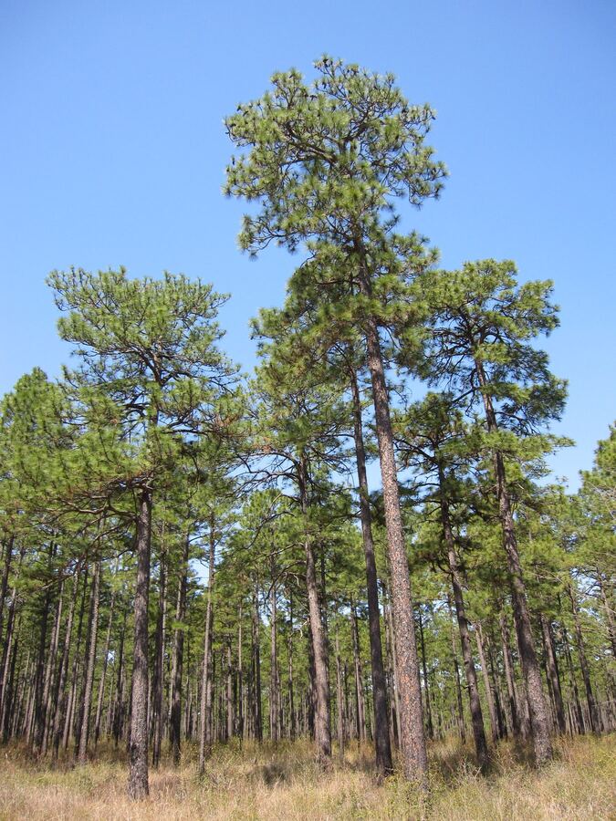 Stand of mature longleaf pines with open grass understory on a ridge