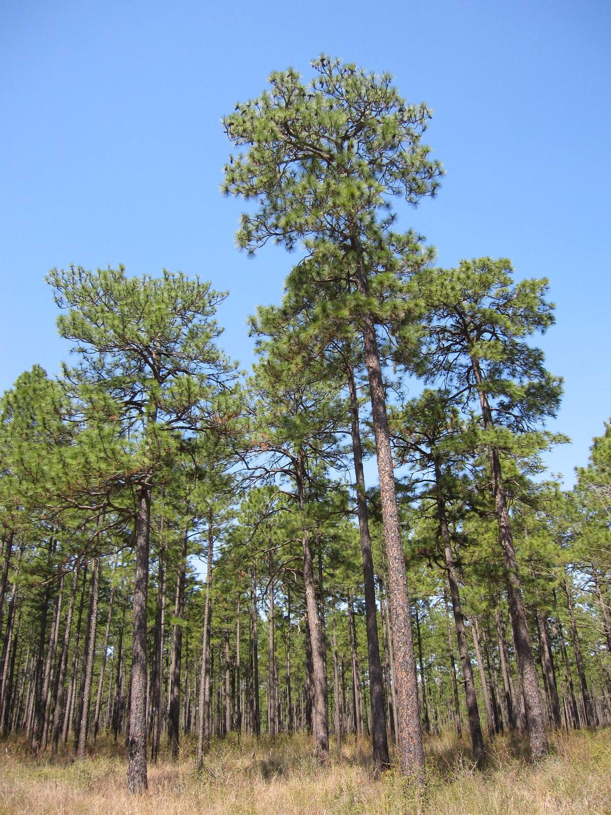 Mature longleaf pine stand, Louisiana
