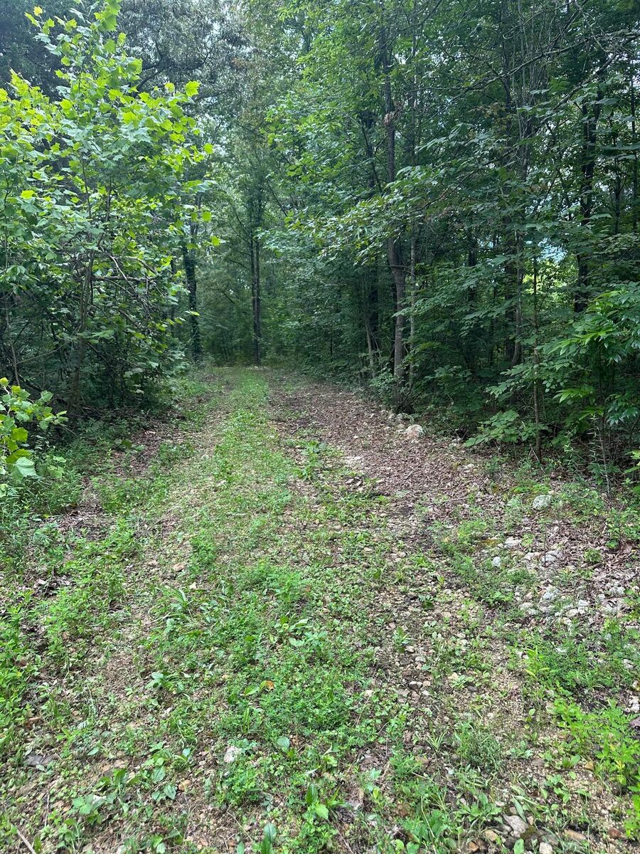 Cut and grassed trail winding through a green summer hardwood forest