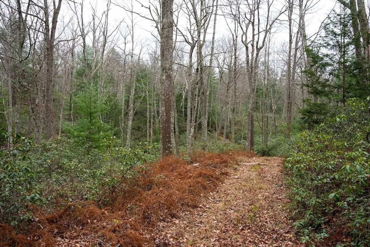 Maintained trail through a bare-tree winter forest with leaf litter