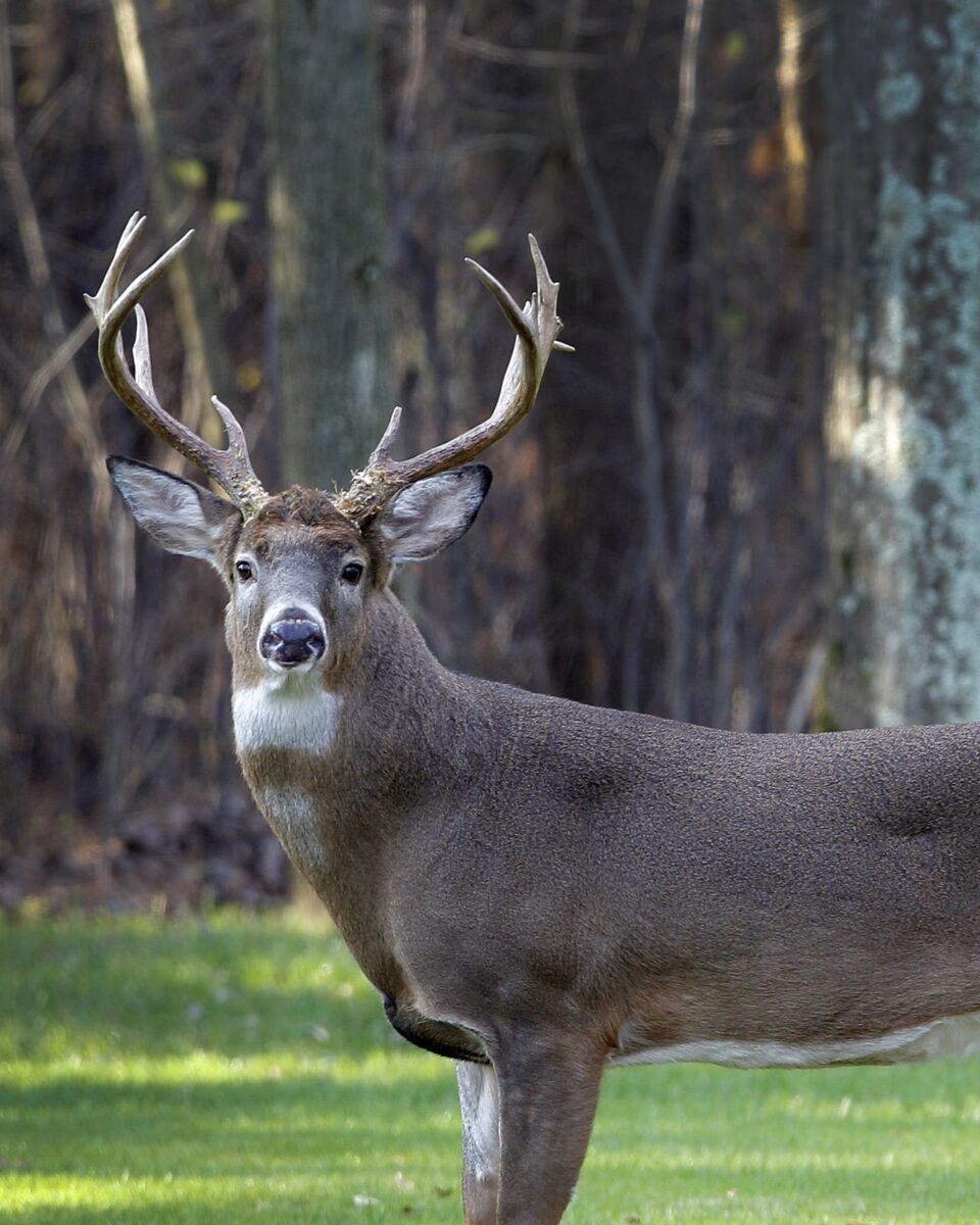 Mature white-tailed buck standing at the edge of a Louisiana hardwood line in autumn