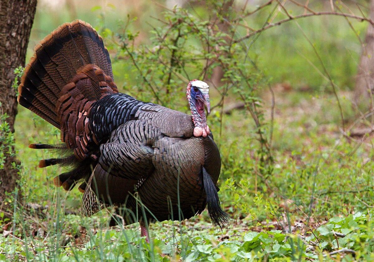 Eastern wild turkey tom in full strut with fanned tail, spring greenery