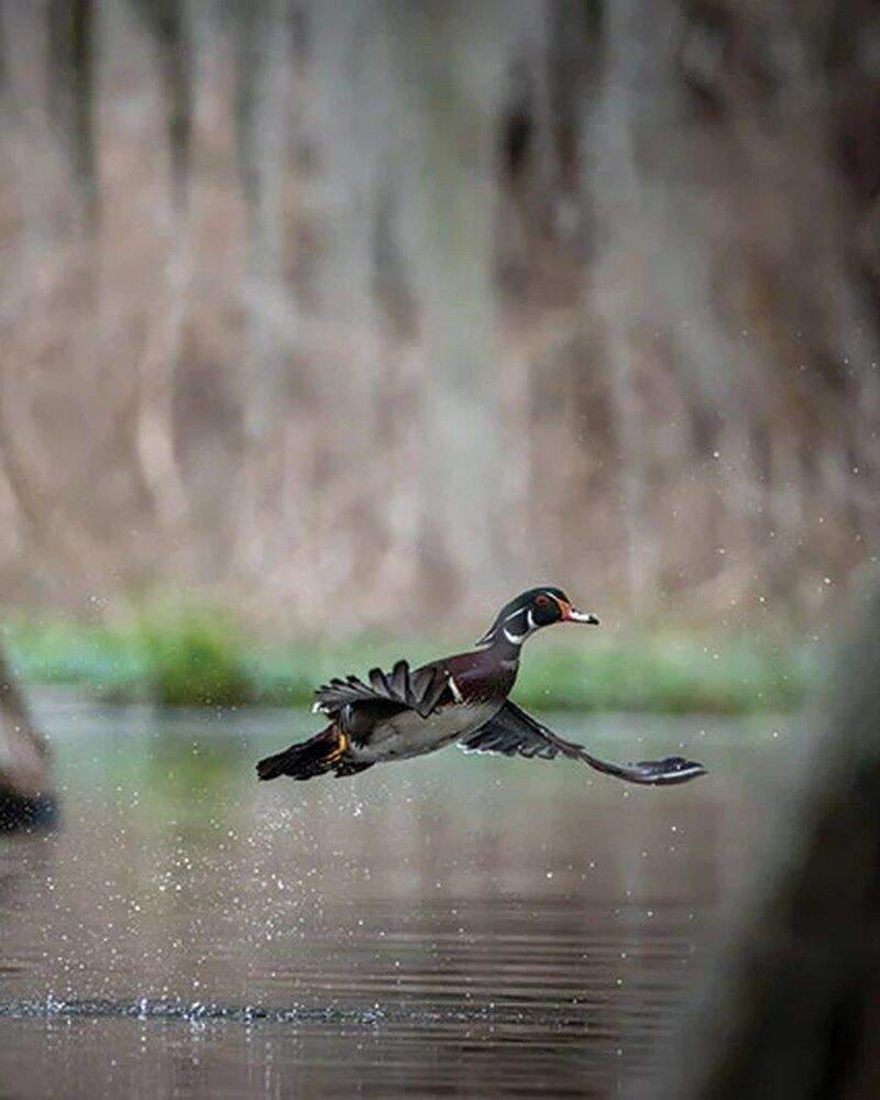 Wood duck drake taking off from water in a cypress swamp